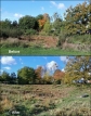 Milbourne Pond's annual plant cutback