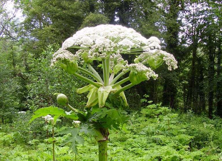 Gov Hogweed