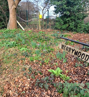 Merrywood LR