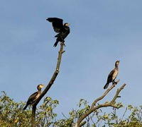 03 Mary Anderson Ford Three cormorants LR