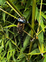 04 Susie Morgan Dragonfly on Bamboo LR