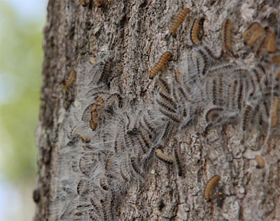 Oak processionary moths - Update