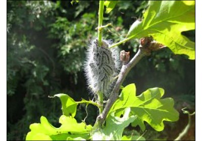 Oak processionary moths