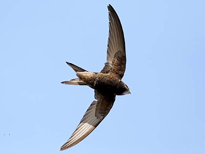 Join the TDWGRA's Swift Survey
