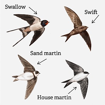 Swifts differentiating copy