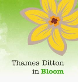 TD in Bloom logo